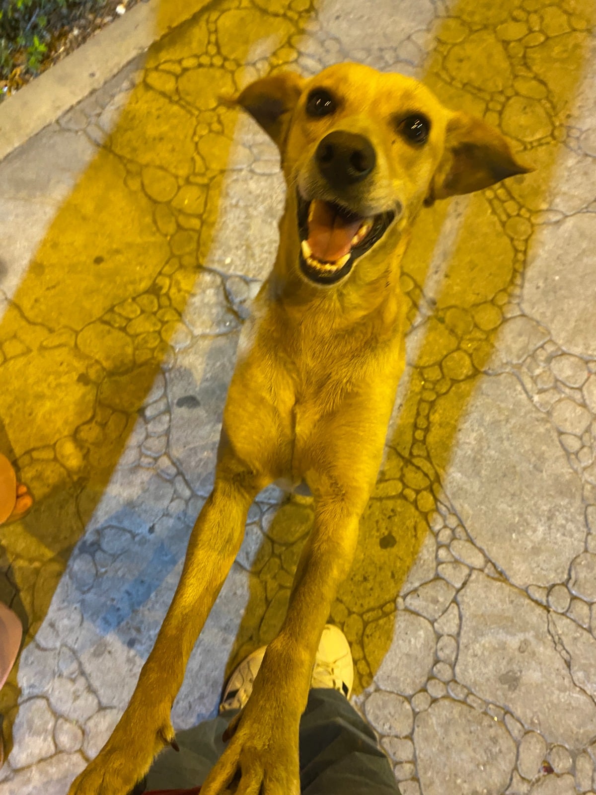 CHILLÓN.