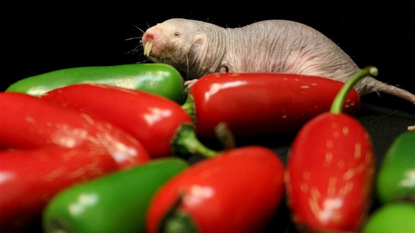 Esta especie de rata es una de las más fascinantes, aquí te explicamos por qué.