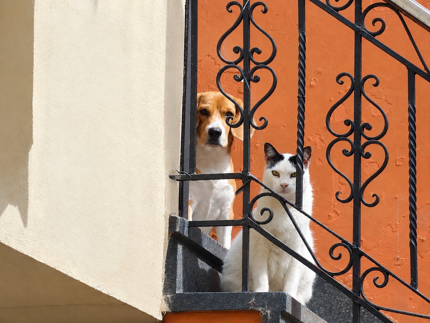 PATÁN Y NEKO.