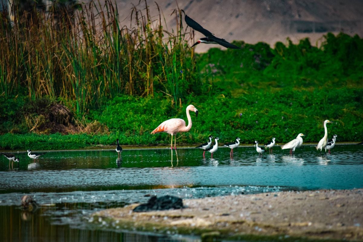Este evento ofrece una excelente oportunidad para que las personas conozcan este ecosistema y sus beneficios para la ciudad. Foto: Difusión.