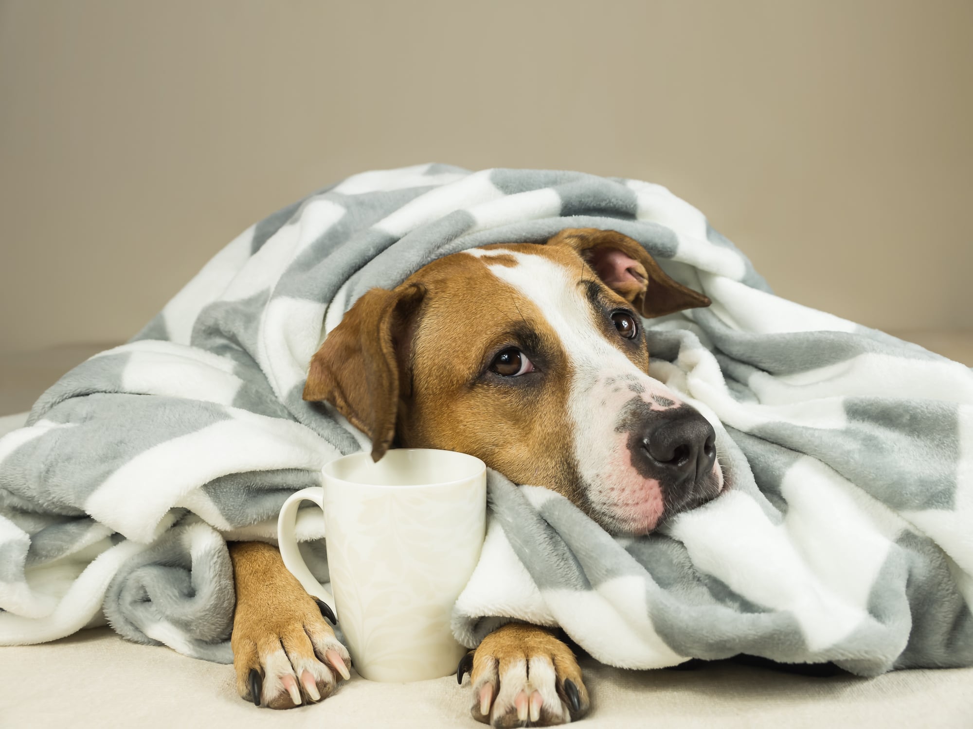 La tos acompañada de arcadas, flema o mucosidad puede indicar inflamación o infección en las vías respiratorias y requiere atención veterinaria de inmediato. Foto: Istock