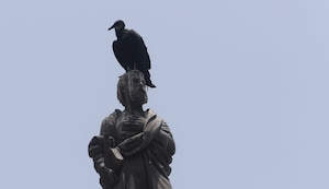 Lima y sus gallinazos: la historia detrás de los ‘recicladores’ originales de la ciudad