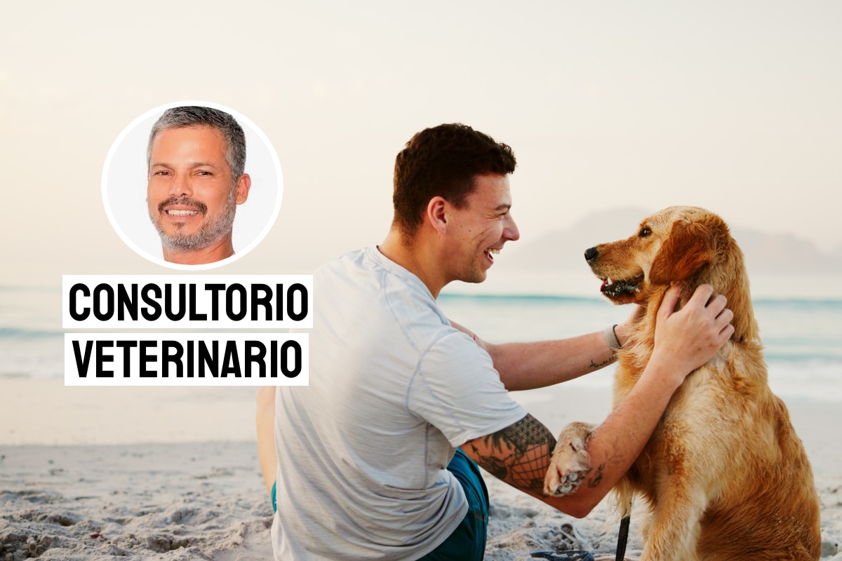 Consejos para paseos en la playa. Foto: composición/Istock