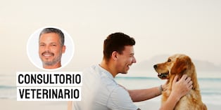 Consejos para paseos en la playa. Foto: composición/Istock