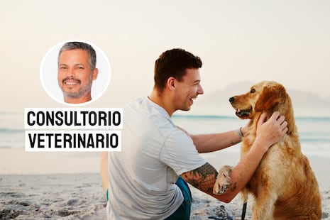 Playa con tu mascota: consejos básicos para un paseo seguro