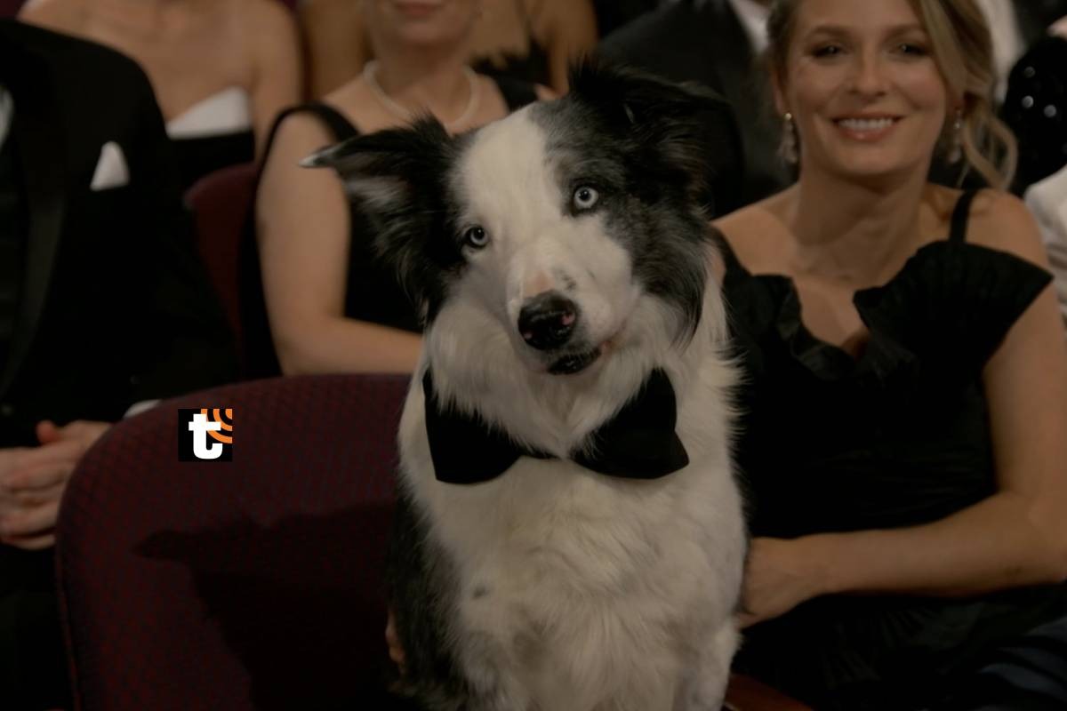 Perrito "Messi" se robó los flashes en la ceremonia de los Oscar 2024. Foto: EFE