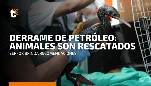 Derrame de petróleo: Serfor informa cuál es el estado de los animales rescatados y brinda estas recomendaciones