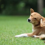 Cuidado con las pulgas y garrapatas en tu mascota: estas son las enfermedades que pueden causar