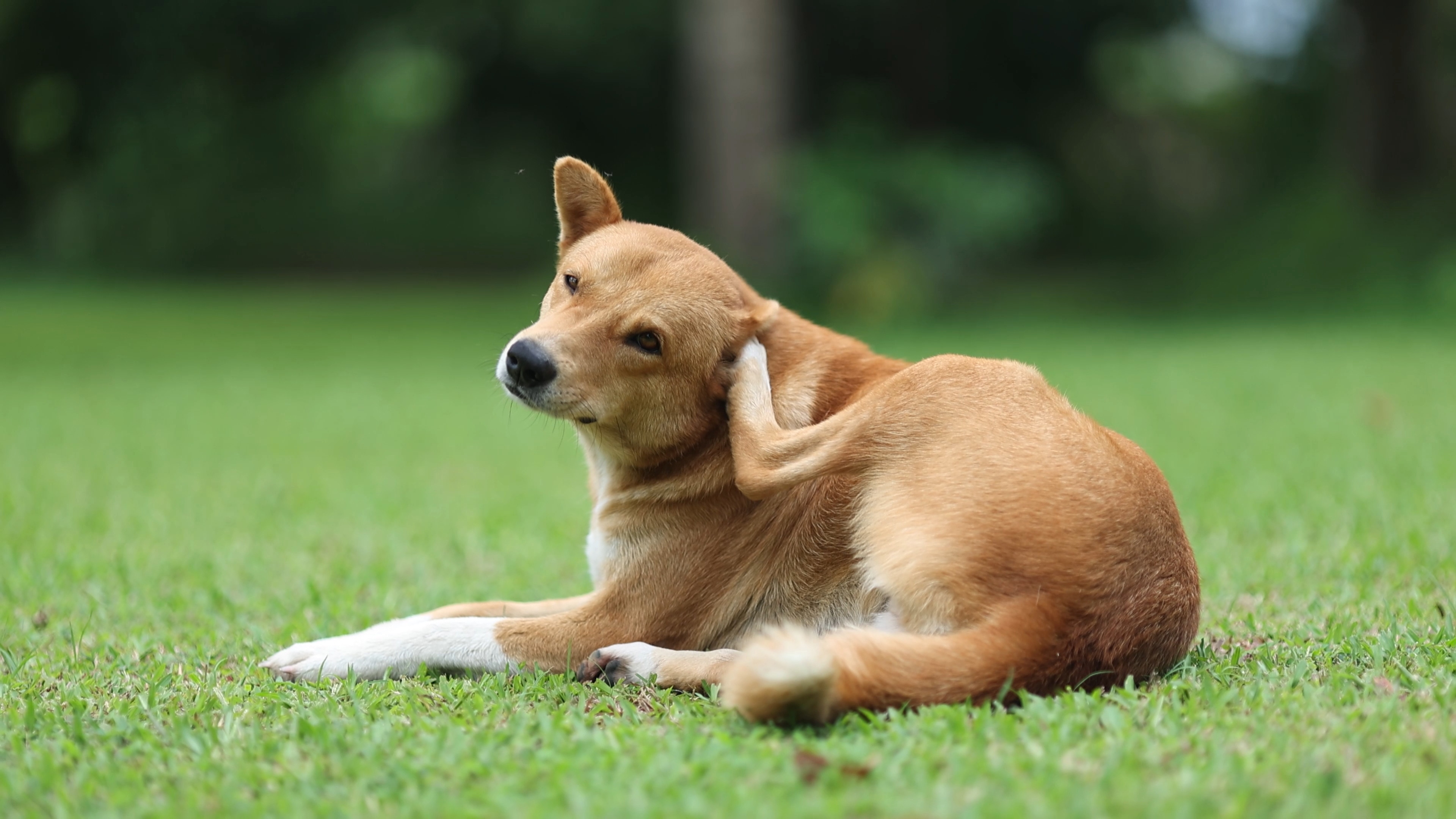 Estas enfermedades no se transmiten directamente de un perro a otro. El contagio se da cuando una garrapata infectada pica a la mascota. Foto: Istock