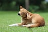 Cuidado con las pulgas y garrapatas en tu mascota: estas son las enfermedades que pueden causar