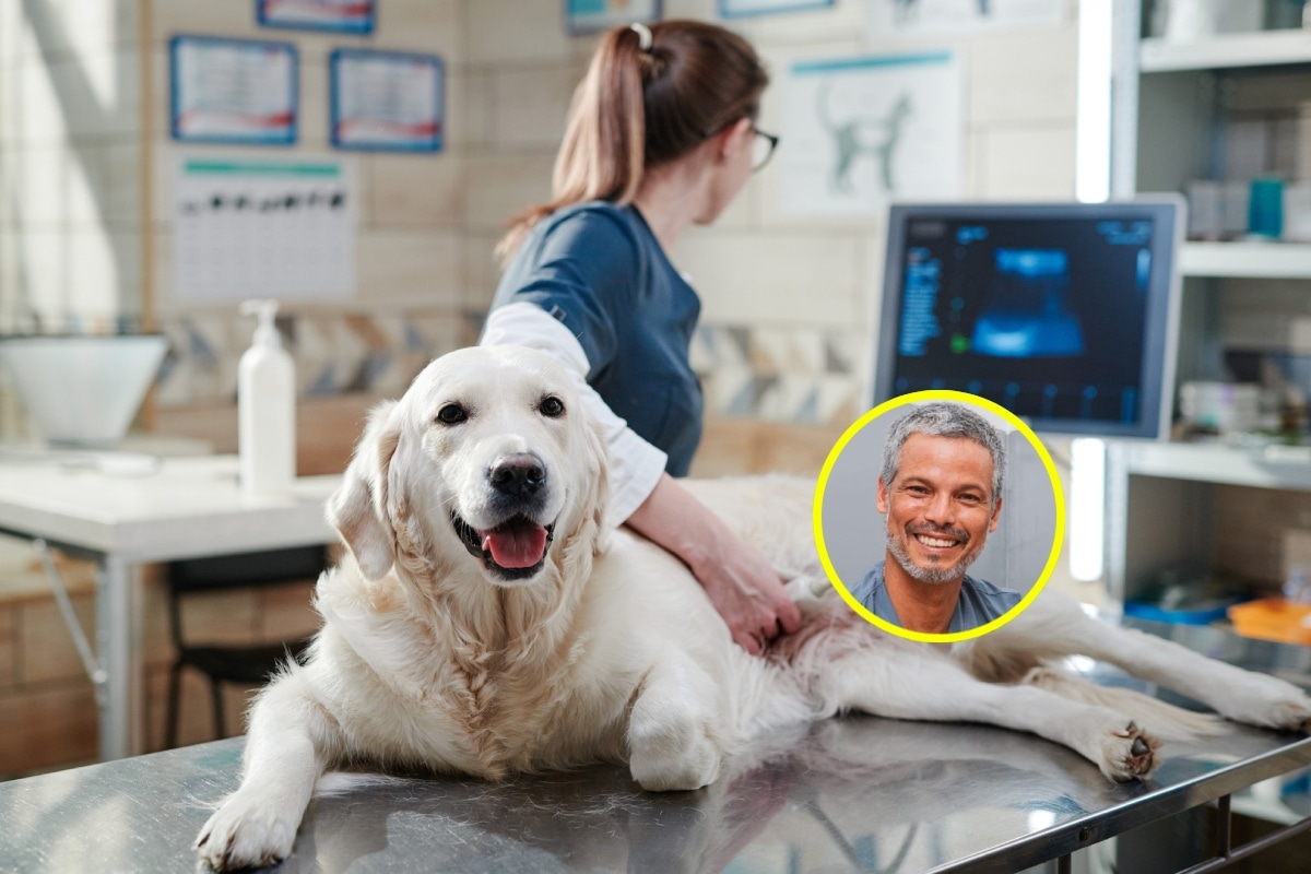 Enfermedad Hidrómetra afecta al 20% de perras. Foto: Istock.