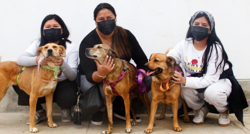 Visita las redes de 'Patas y Canas' para conocer sobre la adopción de perros adultos.