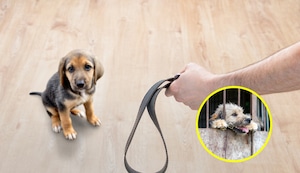 Cuatro formas de maltrato animal que pasan desapercibidas y son igual de graves