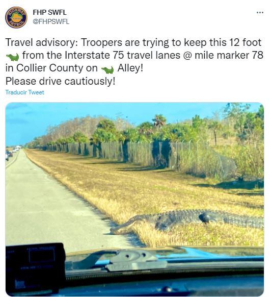 Publicación donde se alerta de la presencia del reptil. (Foto: FHP SWFL/Twitter)