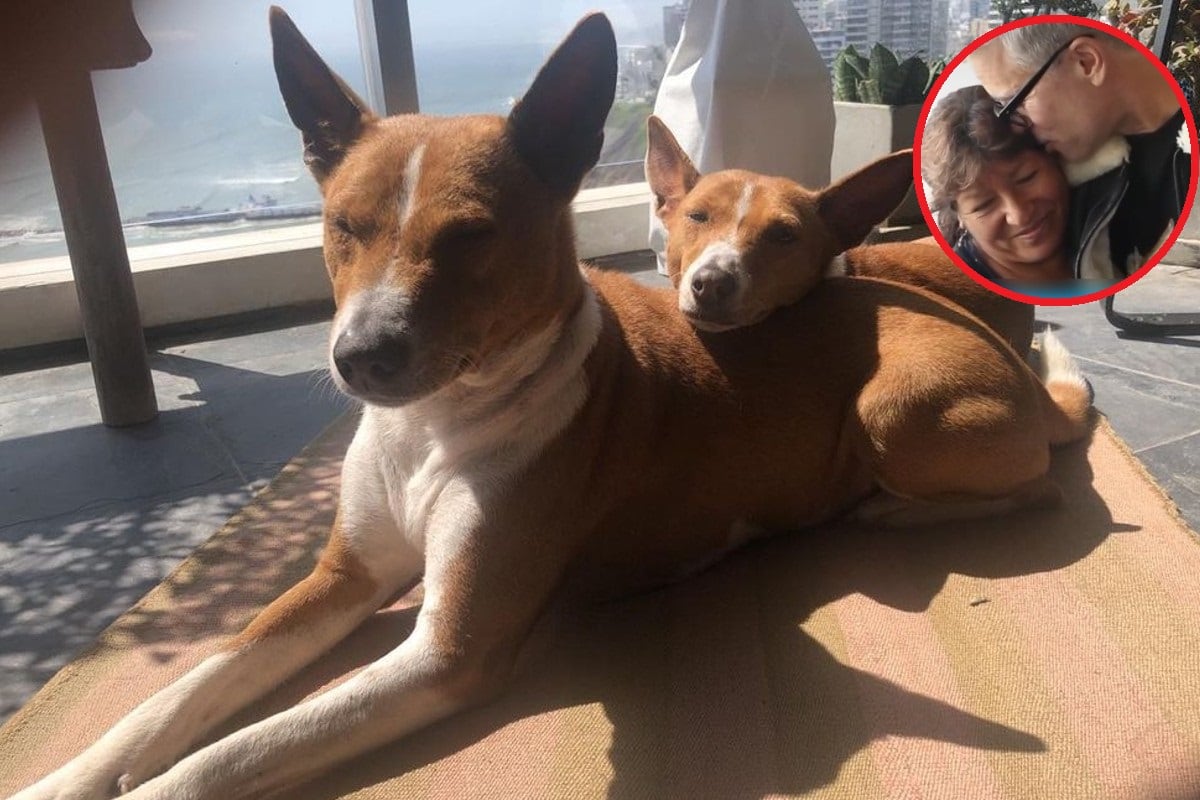 Doña Theo, la nana de Diego Bertie, reveló que perritos del recordado actor no reciben sus cuidados todos los días. (Instagram)