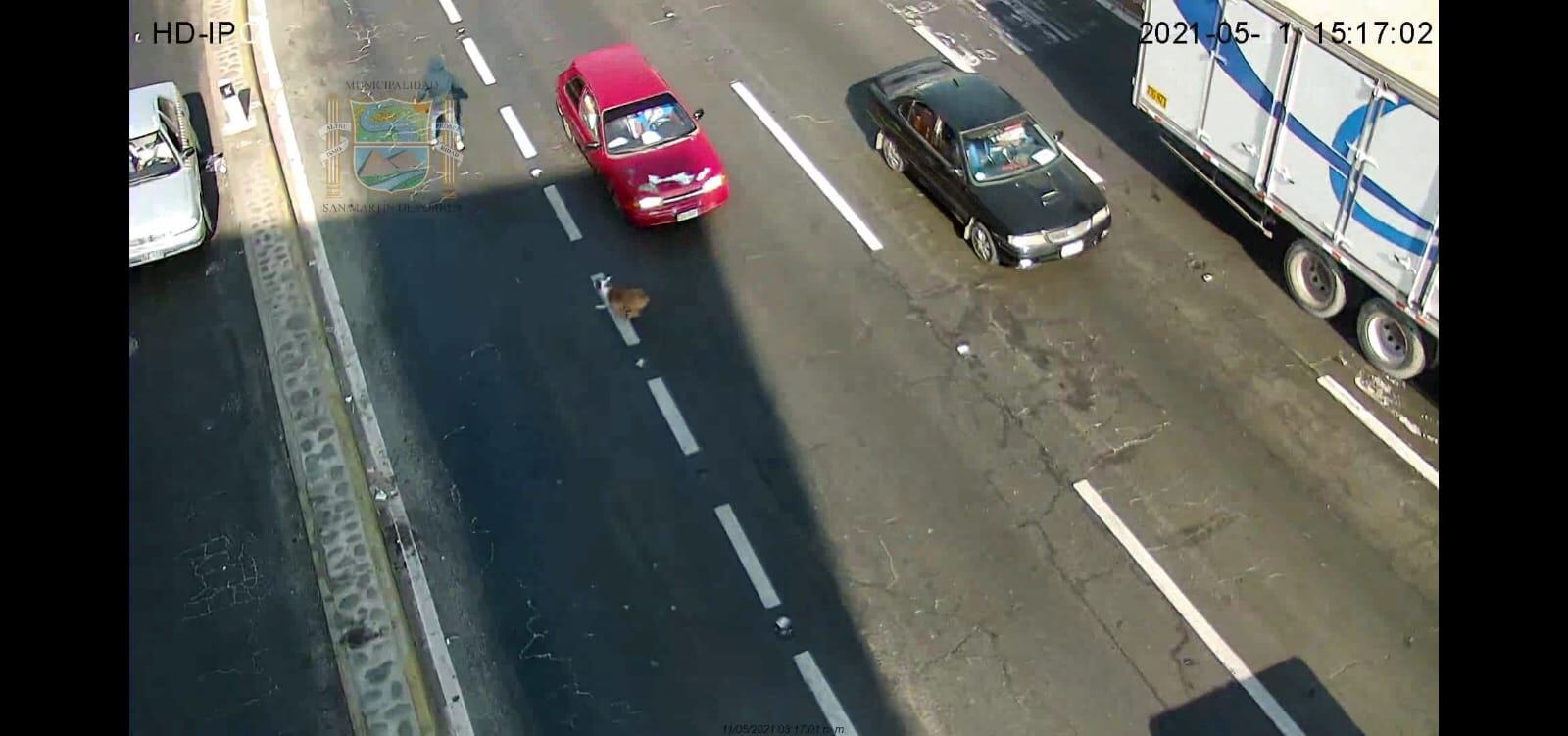 Luego de robar, delincuente y su perro casi son atropellados por camión.