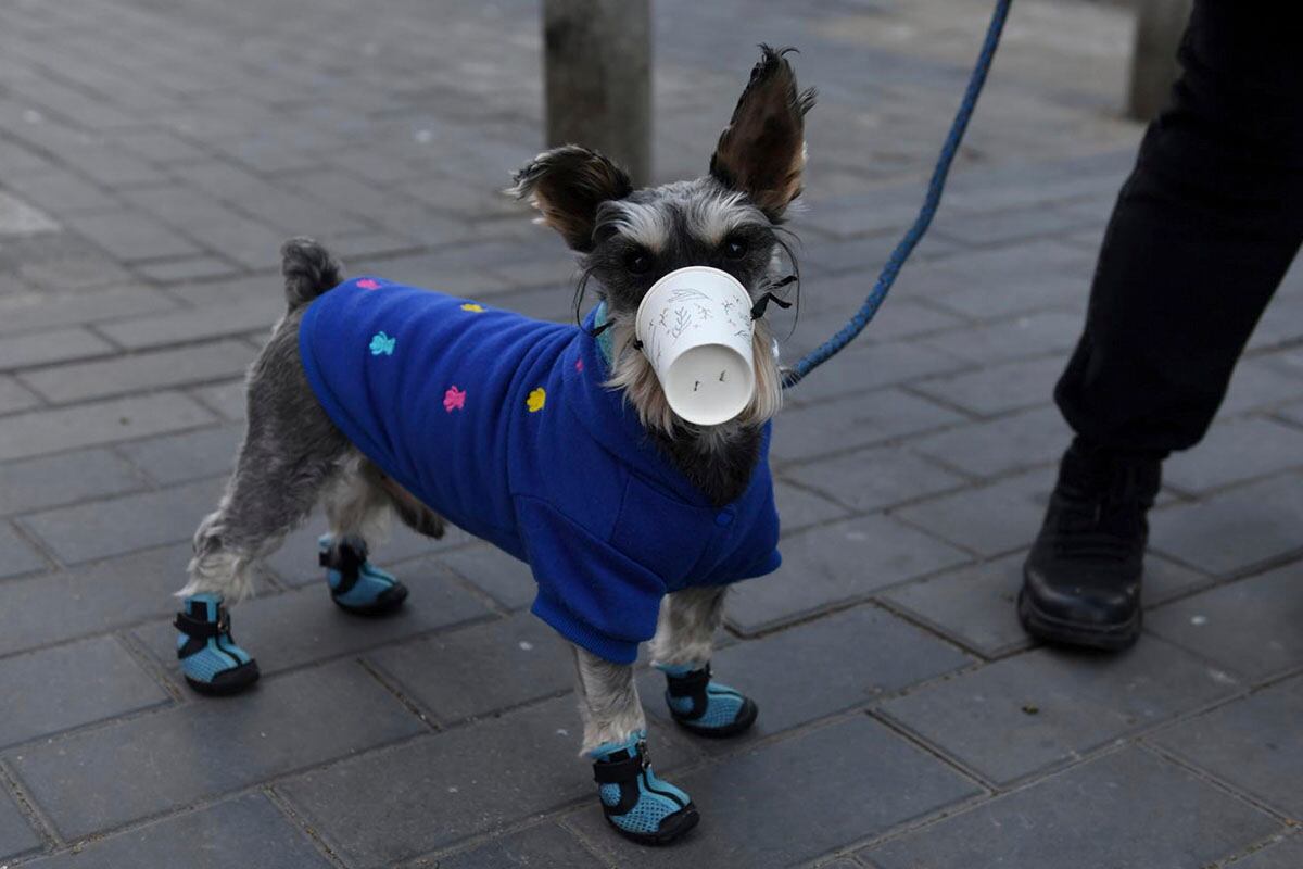 Algunos dueños exageran con el contagio del virus cuando no hay evidencia científica que los perros se contagien de COVID-19 (Foto: The Jakarta Post)