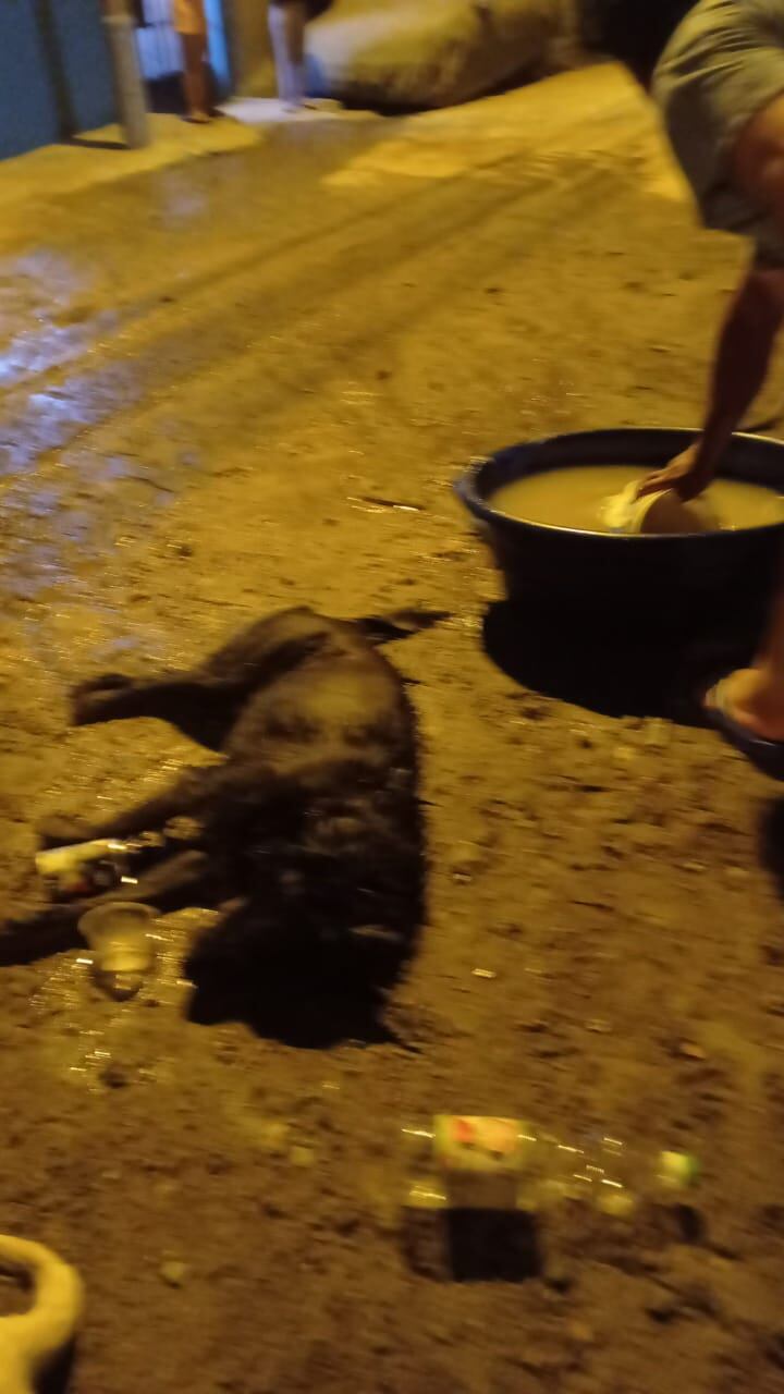 'Blanquita' se había convertido en madre hace poco. No pudo soportar y murió.