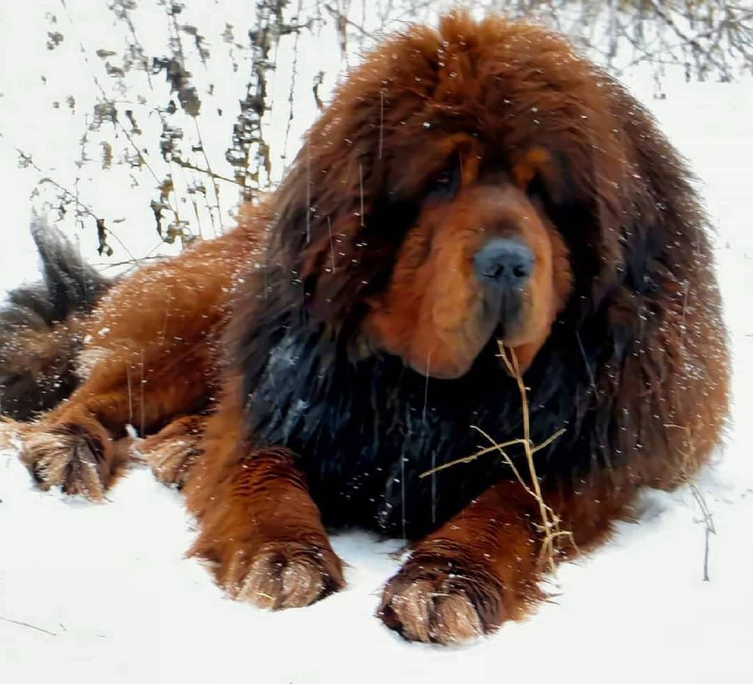 El mastín tibetano es una de las razas de perros más antiguas. (Instagram)