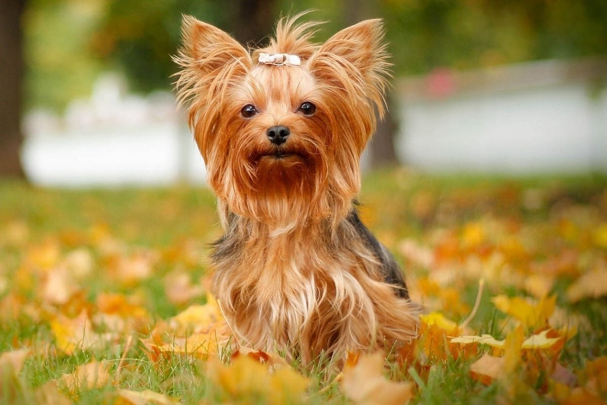 Perros de raza pequeña ventajas y desventajas (Foto: Instagram)