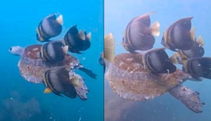 Científicos peruanos identifican por primera vez cómo la tortuga verde y los peces de arrecife se ayudan entre sí