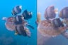 Científicos peruanos identifican por primera vez cómo la tortuga verde y los peces de arrecife se ayudan entre sí