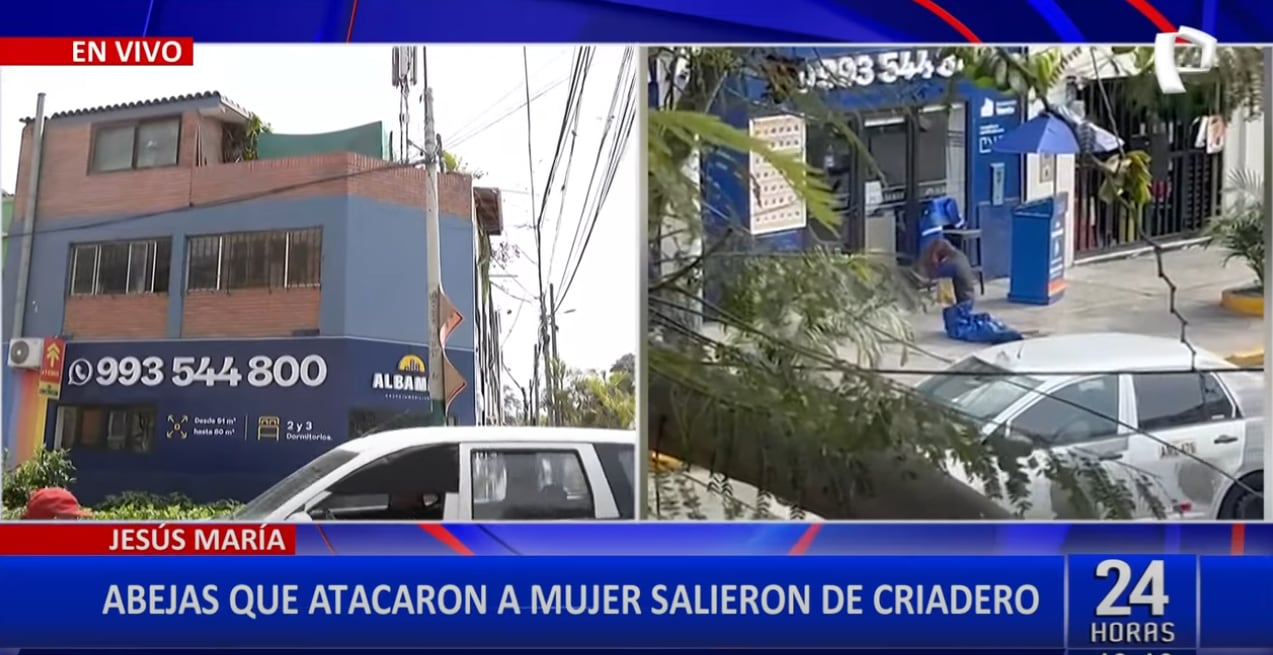 Trabajadora fue atacada por 200 abejas en Jesús María. Cerca del lugar se confirmó la existencia de dos colmenas.