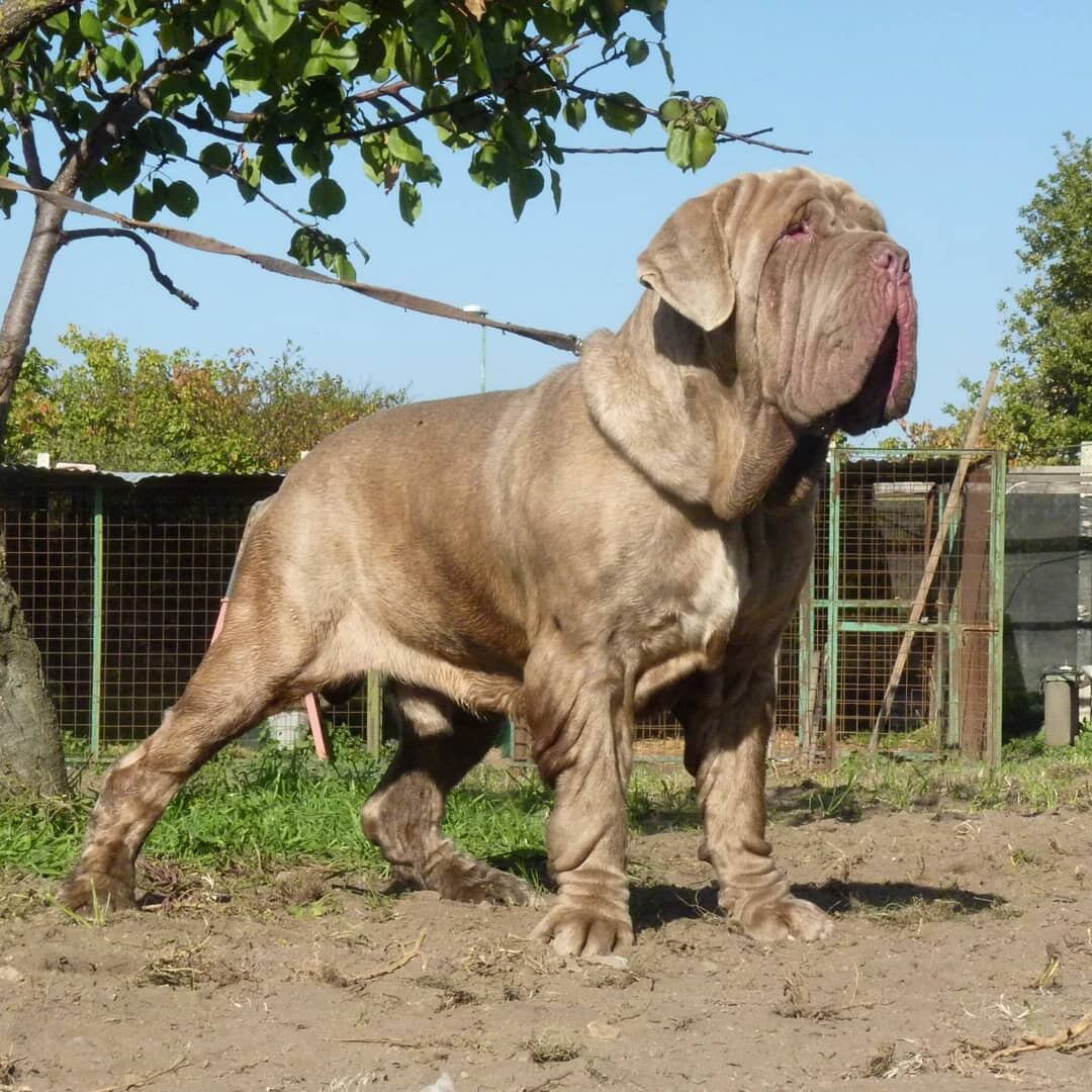 El Mastín Napolitano destaca por su gran tamaño. ( Instagram @fuscoskennel)