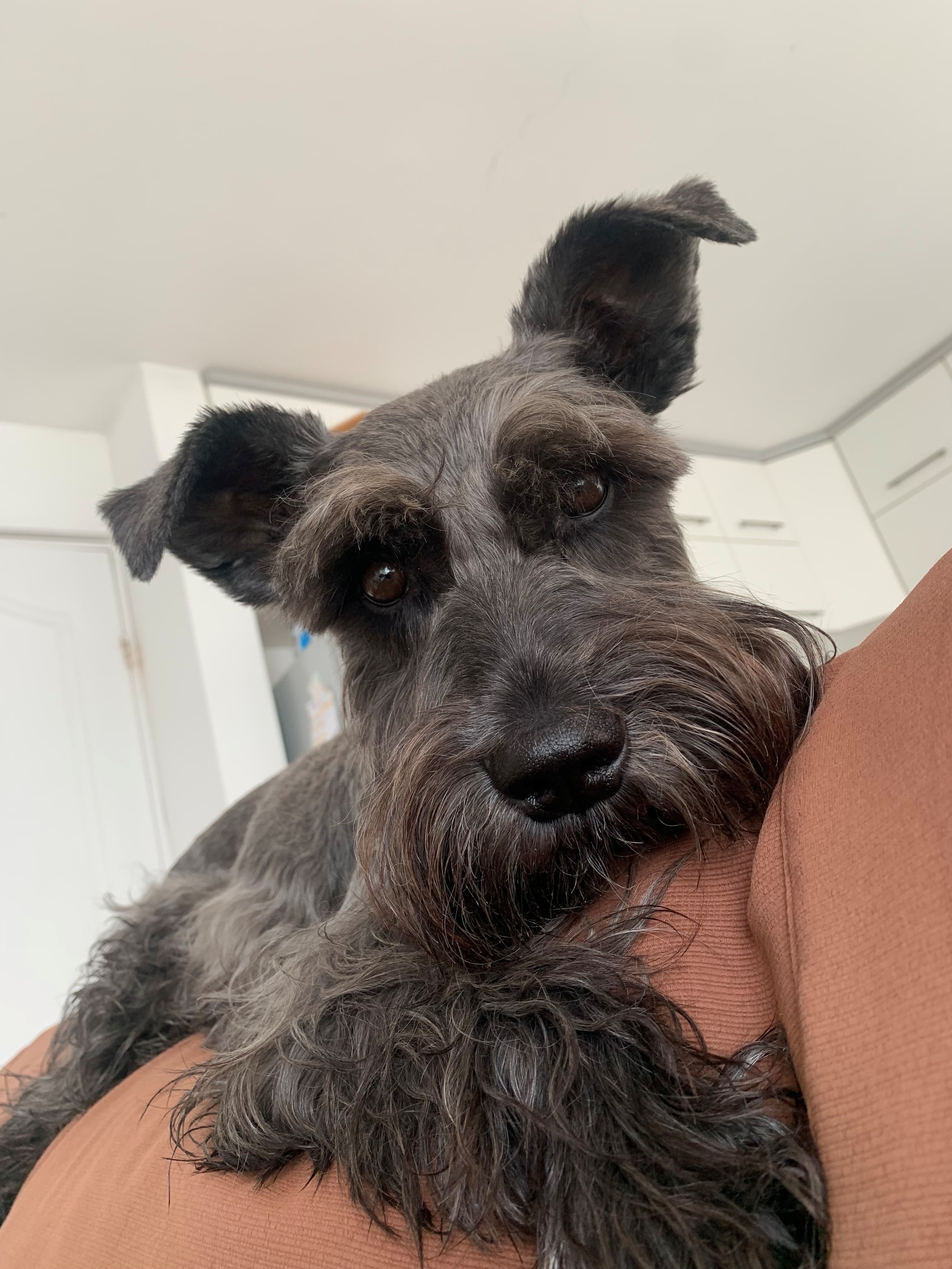 NEGRITO.