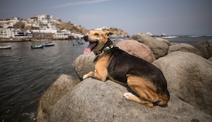 “Vaguito”: anuncian función benéfica de emotiva película para ayudar a perritos sin hogar