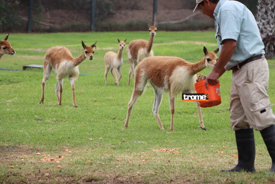 Una cría de vicuña se suma a los ejemplares de esta especie que viven en el Parque de las Leyendas. (Isabel Medina / Compos. Trome).