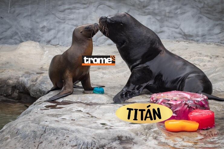 Lobo marino Titán tuvo torta de cumpleaños y besito de Nayra en el zoológico de Huachipa. (Isabel Medina / Compos. Trome).
