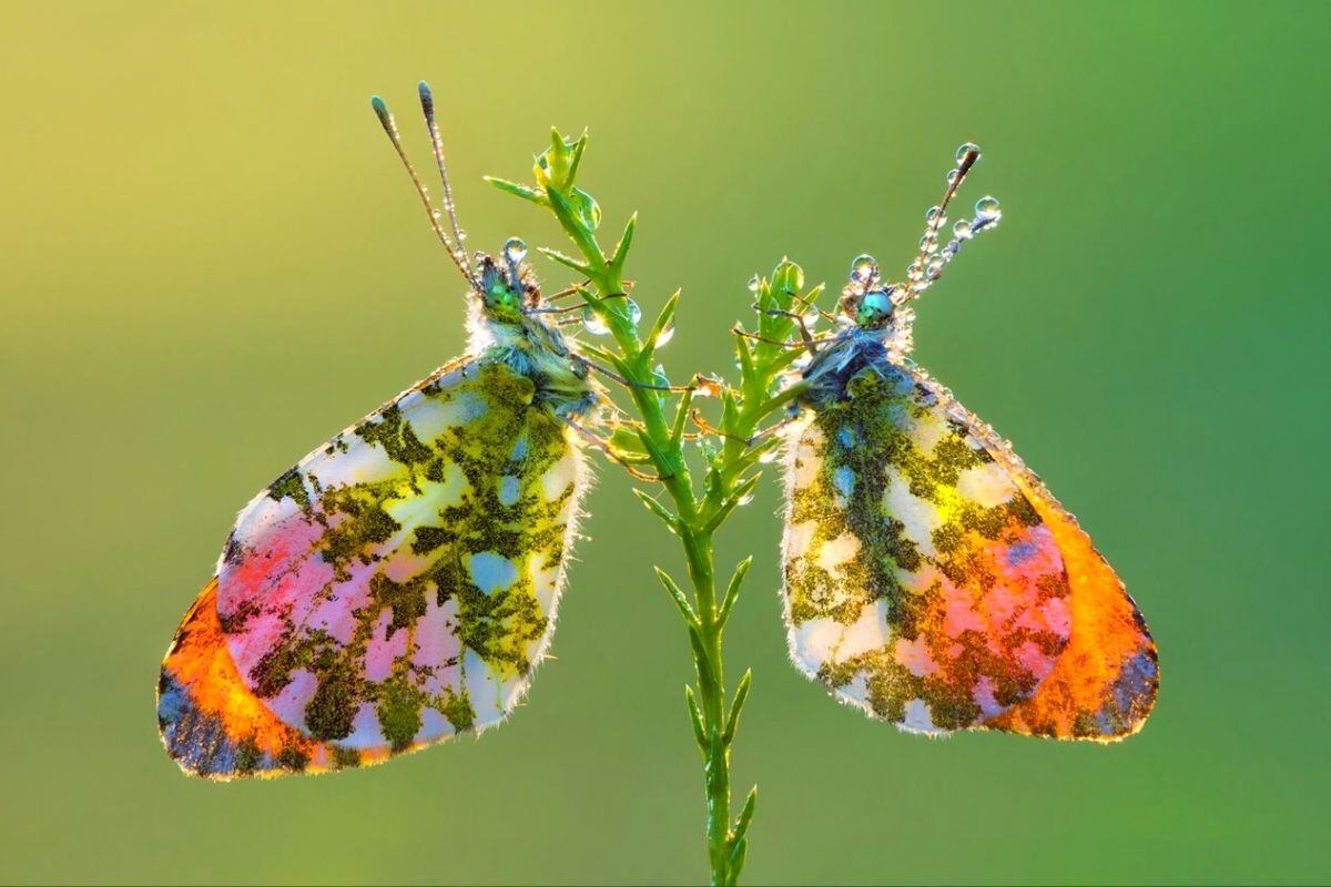 Esta especie de mariposa muestra colores impresionantes (Foto: Petar Sabol)