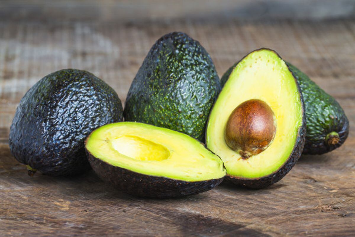 Un sabroso aguacate no es bueno para la salud de los mininos (Foto: Freepik)