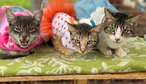 Gatotón 2025: El evento de adopciones de gatitos más grande en el Parque de la Exposición