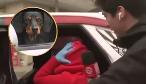 Perrita sobreviviente de ataque contra mujer fue llevada por presunto familiar: Estuvo escondida bajo los asientos