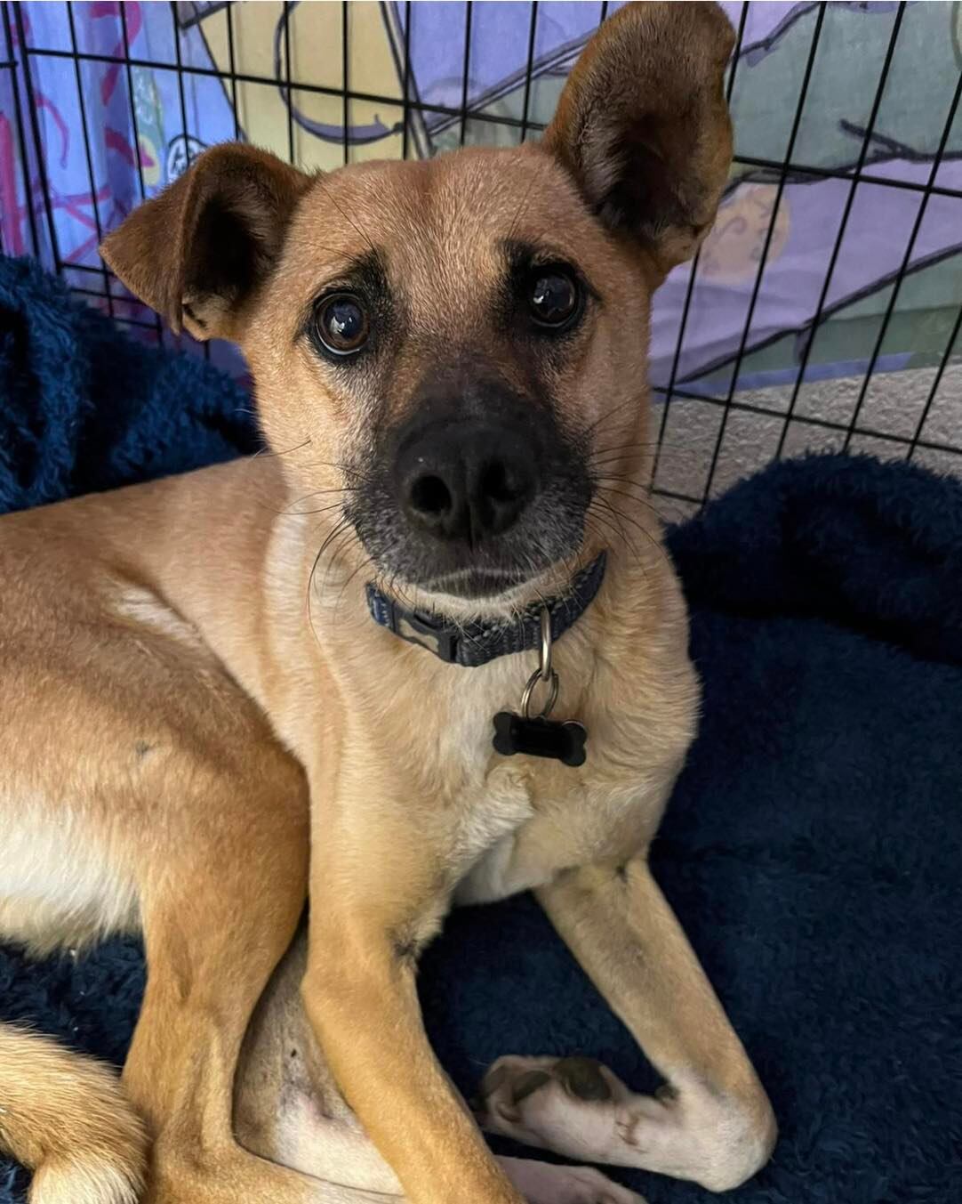 Foto: Oakwood Dog Rescue