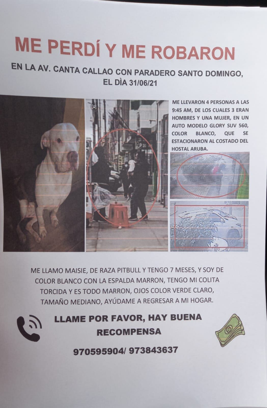 'Maisie', la perrita pitbull a la que sus dueños lloran desde hace semanas.