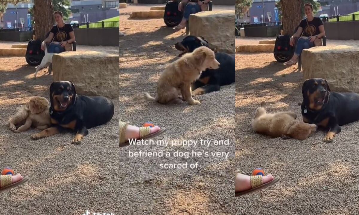 El video ya tiene más de 4 millones de reproducciones en Tik Tok. (Foto: Composición)