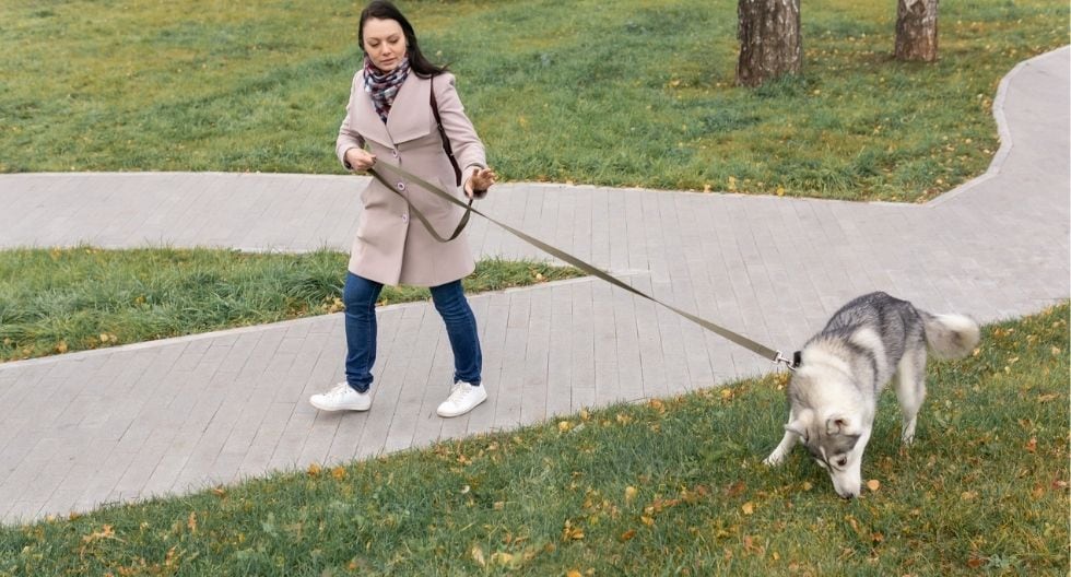 Es necesario vigilarlo en los paseos porque podría sufrir envenenamiento o problemas digestivos.