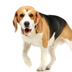 Por qué tu perro se despierta de noche y cómo ayudarlo a descansar mejor