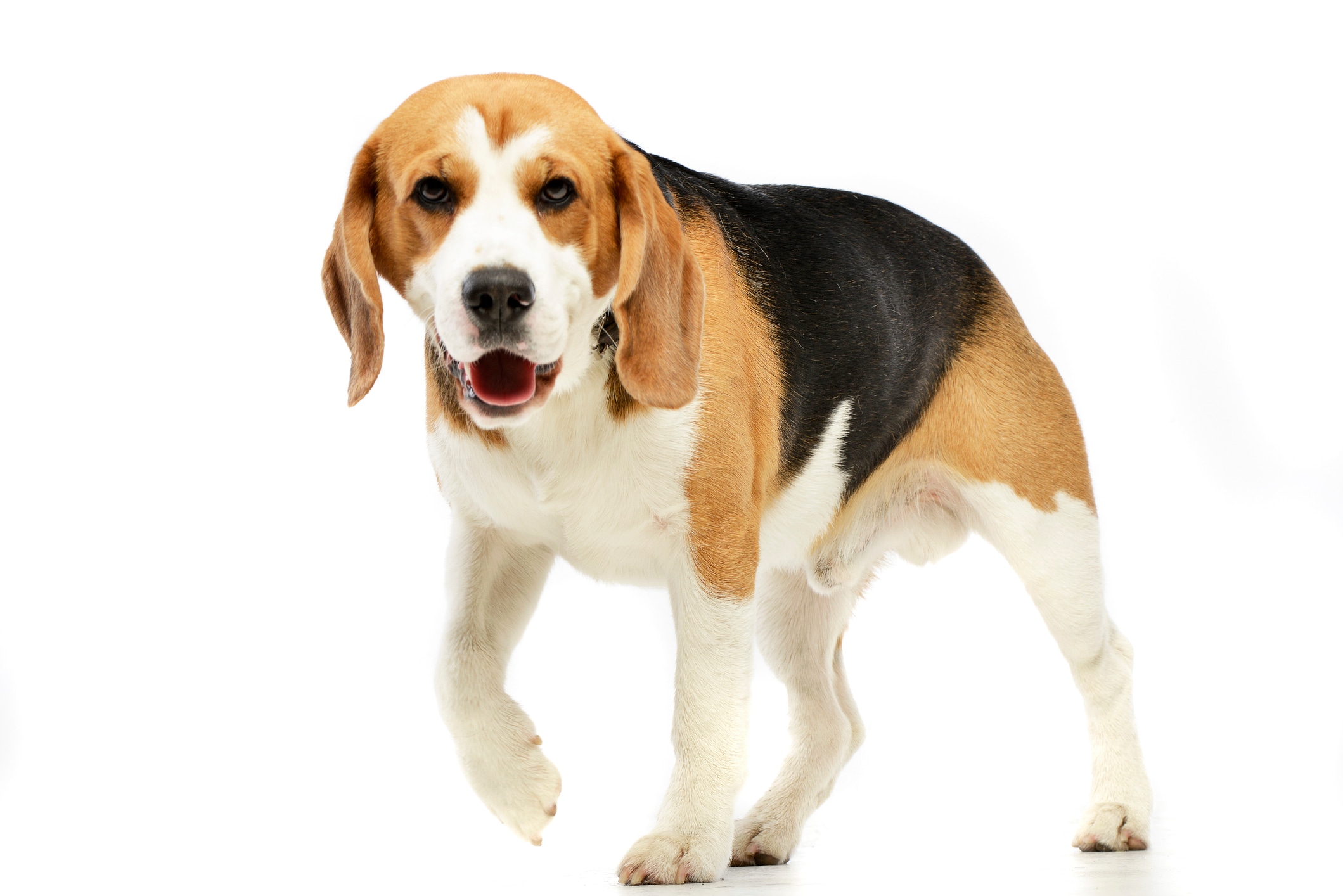 Los perros son animales muy olfativos. Colocar una manta con tu aroma o un juguete que huela a ti en su cama puede ayudar a reducir la ansiedad nocturna y duerma bien. Foto: Istock