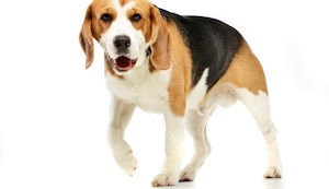 Por qué tu perro se despierta de noche y cómo ayudarlo a descansar mejor