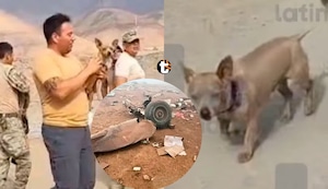 ¡Un milagro en Arequipa! Perrito chihuahua sobrevive a caída del helicóptero FAP y se queda al lado de su dueño