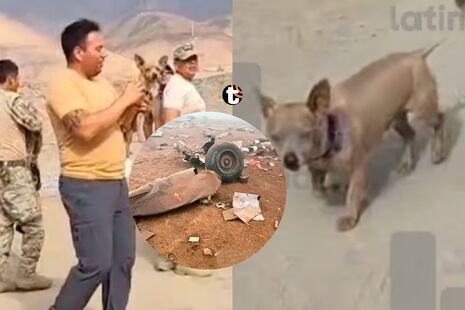 ¡Un milagro en Arequipa! Perrito chihuahua sobrevive a caída del helicóptero FAP y se queda al lado de su...