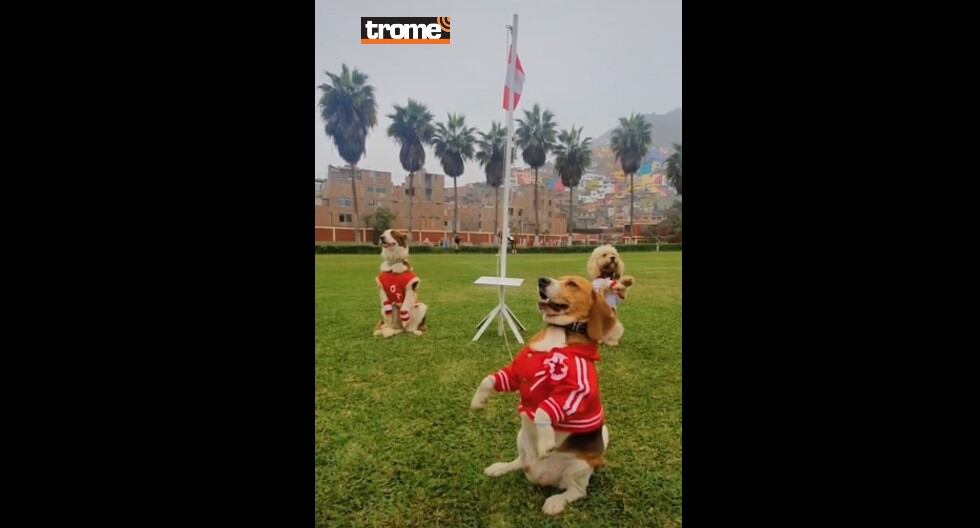 Canes de la policía reciben entrenamiento y se especializan para participar en acciones con sus guías. (Trome)