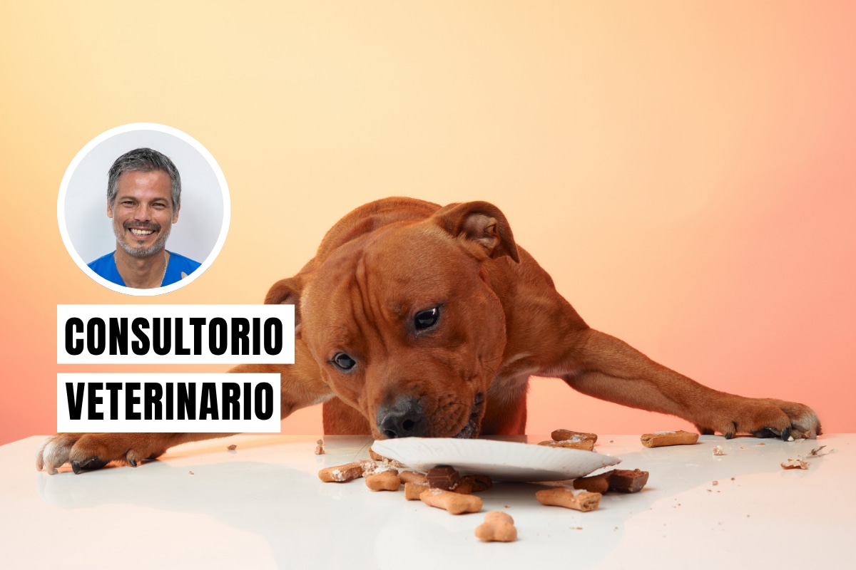 Si tu perro come muy rápido, no lo dejes pasar y aplica estos consejos. Foto: composición/Istock