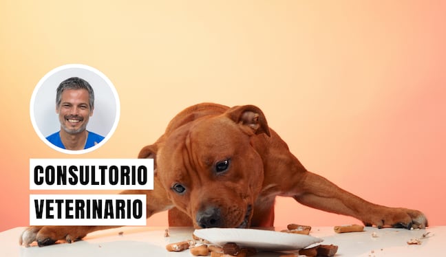 Si tu perro come muy rápido, no lo dejes pasar y aplica estos consejos. Foto: composición/Istock