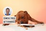 Perros que comen muy rápido: estos son los problemas que pueden presentar