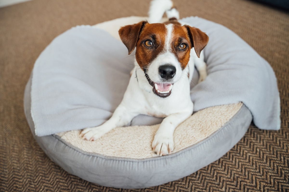Antes de adaptar la cama de tu mascota, ten en cuenta la raza, el pelaje y enfermedades de tu mascota. Foto: Istock.